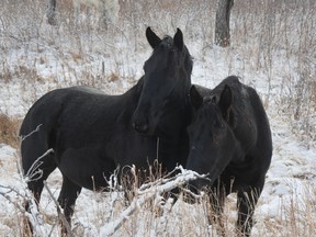 The new Percheron horses at the Bar U Ranch National Historic Site need names. Submit your suggestion for a chance to win a Parks Canada Family Discovery Pass. Parks Canada photo/Submitted