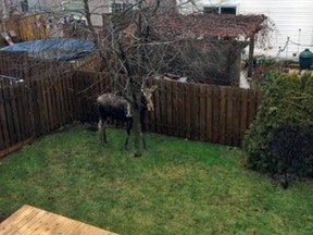 A young female moose stands in the backyard of an Orleans home on Tuesday morning, Dec. 15, 2015. The animal likely wandered in from neighbouring Mer Bleue. It was tranquilized and taken outside the city. (Submitted image NCC, Ottawa Sun / Postmedia Network)