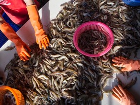 In this Wednesday, Sept. 30, 2015 photo, female workers sort shrimp at a seafood market in Mahachai, Thailand. Shrimp is the most-loved seafood in the U.S., with Americans downing 1.3 billion pounds every year, or about 4 pounds per person. Once a luxury reserved for special occasions, it became cheaper when farmers in Asia started growing it in ponds three decades ago. Thailand quickly dominated the market and now sends nearly half of its supply to the U.S. (AP Photo/Gemunu Amarasinghe)