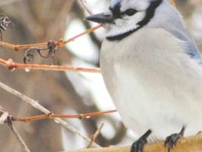 Although thousands of blue jays migrate south each fall, many do spend the winter across Southwestern Ontario. They are noisy birds so you will frequently hear them before you see them. (PAUL NICHOLSON/SPECIAL TO POSTMEDIA NEWS)