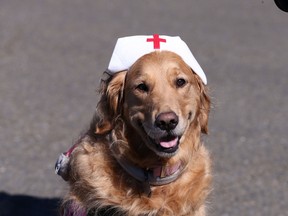 A file photo shows a therapy dog.