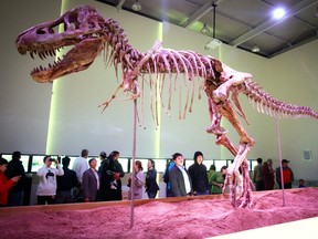 This picture taken on June 8, 2013 shows the 70-million-year-old Tyrannosaurus bataar, which was recently returned by the United States, on display in Ulan Bator. (AFP PHOTO/BYAMBASUREN BYAMBA-OCHIR)