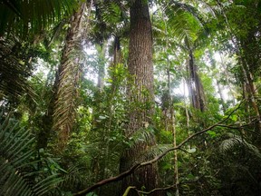 A rubber tree is seen at the Manu National Park in Peru's southern Amazon region of Madre de Dios in this July 17, 2014 file photo.   REUTERS/Enrique Castro-Mendivil/Files