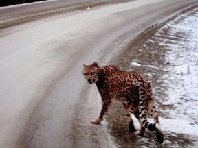 Creston RCMP say an adult cheetah was spotted along Hwy. 3a Thursday afternoon in the Crawford Bay and Kootenay Bay areas in southeastern B.C. (Photo supplied by Creston RCMP)