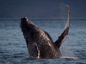 A humpback whale breaks through the water outside of Hartley Bay along the Great Bear Rainforest, B.C., Tuesday, Sept, 17, 2013. THE CANADIAN PRESS/Jonathan Hayward