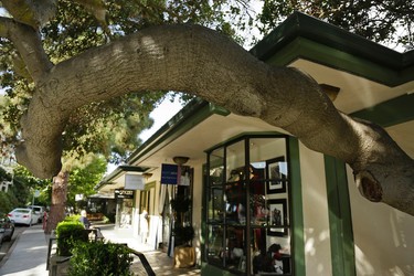 In this photo taken Thursday, Nov. 5, 2015, a tree wraps around a walkway along "Ark Row" in Tiburon, Calif. Many of the scenic "Ark Row" shops are actually housed in turn of the century boat houses that were converted into homes and shops. (AP Photo/Eric Risberg)