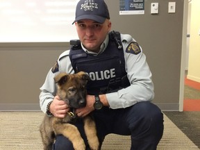 RCMP Const. Tim Reid and his dog Helo are seen at the Nova Scotia RCMP HQ in Dartmouth on Friday, Dec. 18, 2015. A social media project which will follow the training of new police dogs over the next year. THE CANADIAN PRESS/Michael MacDonald