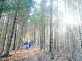 Children and adults from the Avon Co-operative Nursery School hike into the forest at Wildwood Conservation Area earlier this month. (Scott Wishart/Postmedia Network)