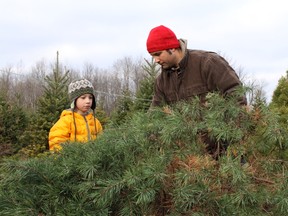 Tim Seabert and his son Miles look for a perfect Christmas tree. (Julienne Bay/Ottawa Sun/Postmedia Network. Dec. 18, 2015)