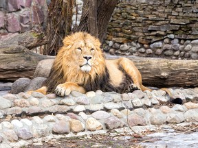 Zoo lion. (Fotolia)