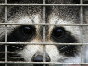 A captured raccoon peers through the bars of a trap. Public health officials in Ontario say a fifth case of raccoon rabies has been confirmed. THE CANADIAN PRESS/AP/Toby Talbot