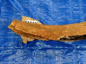 A woolly mammoth tusk, shown in a handout photo, believed to be between 12,000 and 15,000 years old, has been discovered at a gravel pit east of Saskatoon.THE CANADIAN PRESS/HO