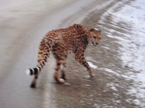 Creston RCMP released this photo of an adult cheetah that was spotted along Highway 3a Thursday afternoon in the Crawford Bay and Kootenay Bay areas of British Columbia. THE CANADIAN PRESS/ho-Creston RCMP