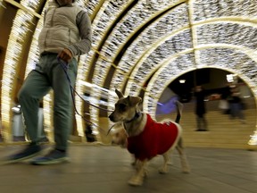 A man walks a dog dressed in Christmas costumes near Christmas decorations in downtown Beirut, Lebanon December 5, 2015. REUTERS/Jamal Saidi
