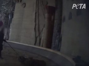 Bowmanville Zoo owner Michael Hackenberger in video released by PETA. (Screengrab)