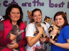 Animal Aide of St. Thomas operations manager Sherrie Goodwin, left, and volunteers Dawn Wall and Meagan Whitman have over 775 reasons to smile. This year alone, the local cat rescue agency took in more than 800 cats and found homes for some 775 felines, a record for the shelter.