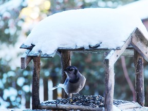 A blue jay on Neil’s feeder. Neil Waugh/Edmonton Sun