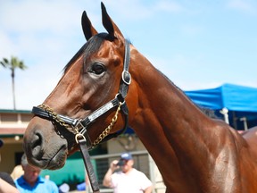 American Pharoah stands in the stables at Del Mar earlier this year. American Pharoah, Stephen Curry and Jordan Spieth are the top vote-getters for The Associated Press 2015 male athlete of the year award. The winner will be announced Dec. 26, 2015. (LENNY IGNELZIi/AP files)