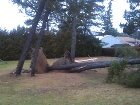 A Sudbury Star reader sent this photo of a tree knocked over by a wind storm on Thursday.