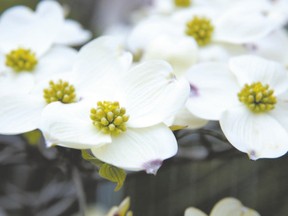 Dogwood