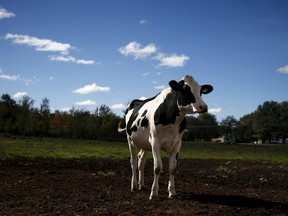 A cow looks on at a dairy farm in Upton, Quebec, October 3, 2015. REUTERS/Mathieu Belanger/ Files