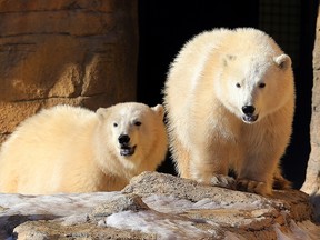 The new polar bear cubs at Assiniboine Park Zoo wander around their compound last month. (Brian Donogh/Winnipeg Sun file photo)