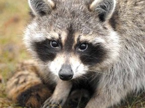 A raccoon. (Toronto Sun files)