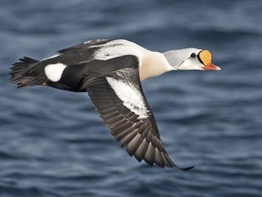 A king eider was among the birds recorded in the area during the 68th Kingston Christmas Bird Count.
