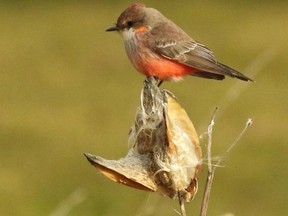 This vermilion flycatcher, which spent the last half of December in Kent County, was included on the Wallaceburg Christmas Bird Count. This is the first time the species has been seen on any Canadian Christmas Bird Count. (RICHARD O?REILLY, Special to Postmedia News)