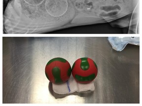 This combination of photos provided by the Veterinary Specialty & Emergency Center in Levittown, Pa., shows an X-ray of two balls lodged in a puppy's stomach, above, and the balls after they were surgically retrieved on Saturday, Dec. 26, 2015. The 6-month-old puppy, a Cane Corso named Jasper, is already back on his feet. (Veterinary Specialty & Emergency Center via AP)