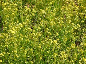 Camelina