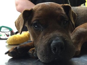 Justice is seen recovering. (Photo: Windsor/Essex County Humane Society)