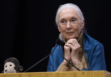 2015 YEAR IN REVIEW � Dr. Jane Goodall waits for applause to stop before speaking at the University of Winnipeg's Duckworth Centre as part of the Axworthy Distinguished Lecture Series on Social Justice and Public Good on Fri., Sept. 11, 2015. Kevin King/Winnipeg Sun/Postmedia Network