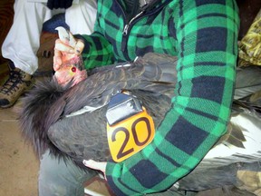 In this Dec. 28, 2015 photo provided by the U.S. Fish and Wildlife Service, a California condor designated AC-4, whose captive breeding helped save the species, is re-branded as California condor 20 before its release at the Bitter Creek National Wildlife Refuge near Maricopa, Calif. AC-4 fathered the first condor chick born in captivity, and went on to sire 29 more chicks for reintroduction to the wild. (Jon Myatt/U.S. Fish and Wildlife Service via AP)
