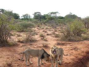 Lions get up close to tourists including Mike Strobel in Kenya. (Mike Strobel/Toronto Sun files)