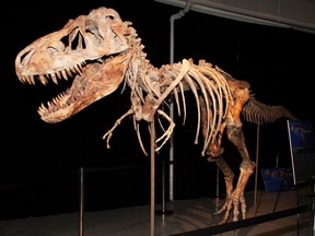 The skeleton of a Tyrannosaurus Bataar dinosaur is pictured in this undated handout photo received by Reuters October 17, 2012. (REUTERS/U.S. Department of Justice/Handout/Files)