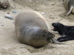 In this Jan. 2, 2016 photo, the elephant seal that tied up traffic in Northern California is shown after giving birth at Point Reyes National Seashore, Calif. The birth happened Saturday, five days after the elephant seal first tried to cross a busy highway near Sears Point in Sonoma County. Rescue crews last Wednesday tranquilized the wayward seal that snarled traffic for two days by trying to cross a highway several times. (Courtesy of Jim Rolka via AP)