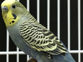 Budgies are native to Australia and are not accustomed to harsh Manitoba winters. (FILE PHOTO)