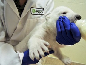 The Toronto Zoo's two-month-old polar bear is shown enjoying a bottle. (Facebook/Toronto Zoo)