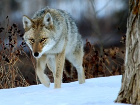 A coyote roams the river valley.