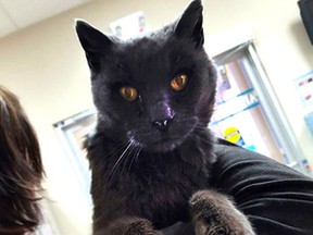 Morinville Veterinary Clinic member holds Oscar. Oscar was lost for 12 years and is to be reunited with his owners after he went missing 12 years ago.  Hand in Photo/Edmonton Sun