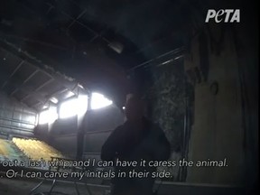 A video released by PETA allegedly shows Bowmanville Zoo owner Michael Hackenberger talking about disciplining animals. (Supplied/PETA)