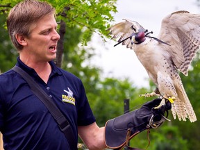 Intelligencer file photo/Tim Miller
Falcon Environmental Services senior wildlife officer at CFB Trenton, Jason Botting, along with several of his feathered friends, will be showcasing the role of the falcon in wildlife management. The presentation takes place Jan. 28 from 7 p.m. to 9 p.m. at the Huntington Veterans Community Hall in Ivanhoe.