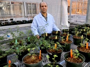 Agriculture and Agri-Food Canada (AAFC) research scientist Dr. Abdelali Hannoufa at the AAFC’s London Research and Development Centre January 6, 2016. CHRIS MONTANINI\LONDONER\POSTMEDIA NETWORK