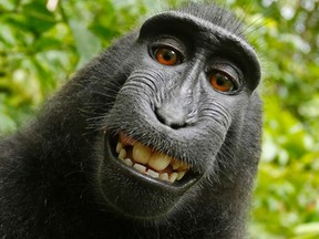 This 2011 photo provided by People for the Ethical Treatment of Animals (PETA) shows a selfie taken by a macaque monkey on the Indonesian island of Sulawesi with a camera that was positioned by British nature photographer David Slater. (David Slater/Court exhibit provided by PETA via AP)