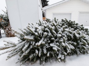 Discarded Christmas trees are seen in an alley behind 72 Avenue east of 97 Street in the Ritchie neighbourhood in Edmonton, Alta., on Thursday January 7, 2016. The City of Edmonton is starting to pickup Christmas trees. Ian Kucerak/Edmonton Sun