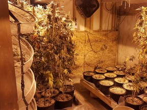 A 52-year-old man has been charged following a grow op bust in the RM of McCreary, said RCMP. (RCMP PHOTO)