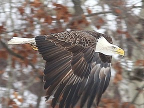 John Lappa/Sudbury Star
Bald eagles have been spotted at the Sudbury landfill site off The Kingsway.