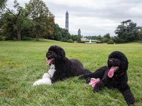 Bo (L) and Sunny, the Obama family's new puppy, are pictured on the South Lawn of the White House in Washington in this photo released on August 19, 2013 by the White House. A North Dakota man who allegedly plotted to kidnap one of the Obama family's pet Portuguese water dogs was arrested with guns and ammunition at a downtown Washington hotel and is facing a weapons charge, The Washington Post reported on Friday.  REUTERS/Pete Souza/The White House/Handout via Reuters