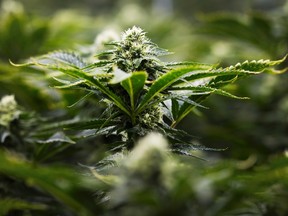 Marijuana is photographed at the growing facility in Markham, Ont., on Thursday, January 7, 2016. (THE CANADIAN PRESS/Nathan Denette)